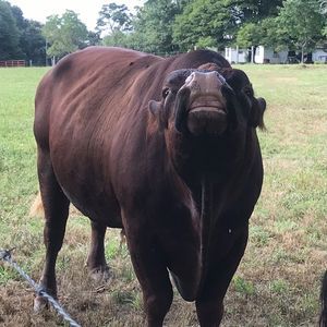 Meet your Posher, Lana